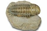 Huge, Crotalocephalina Trilobite - Atchana, Morocco #310578-3